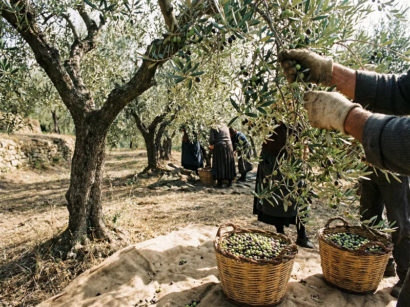 People harvesting olives from trees by hand, with baskets of freshly picked olives on a cloth beneath the trees in an outdoor grove setting.